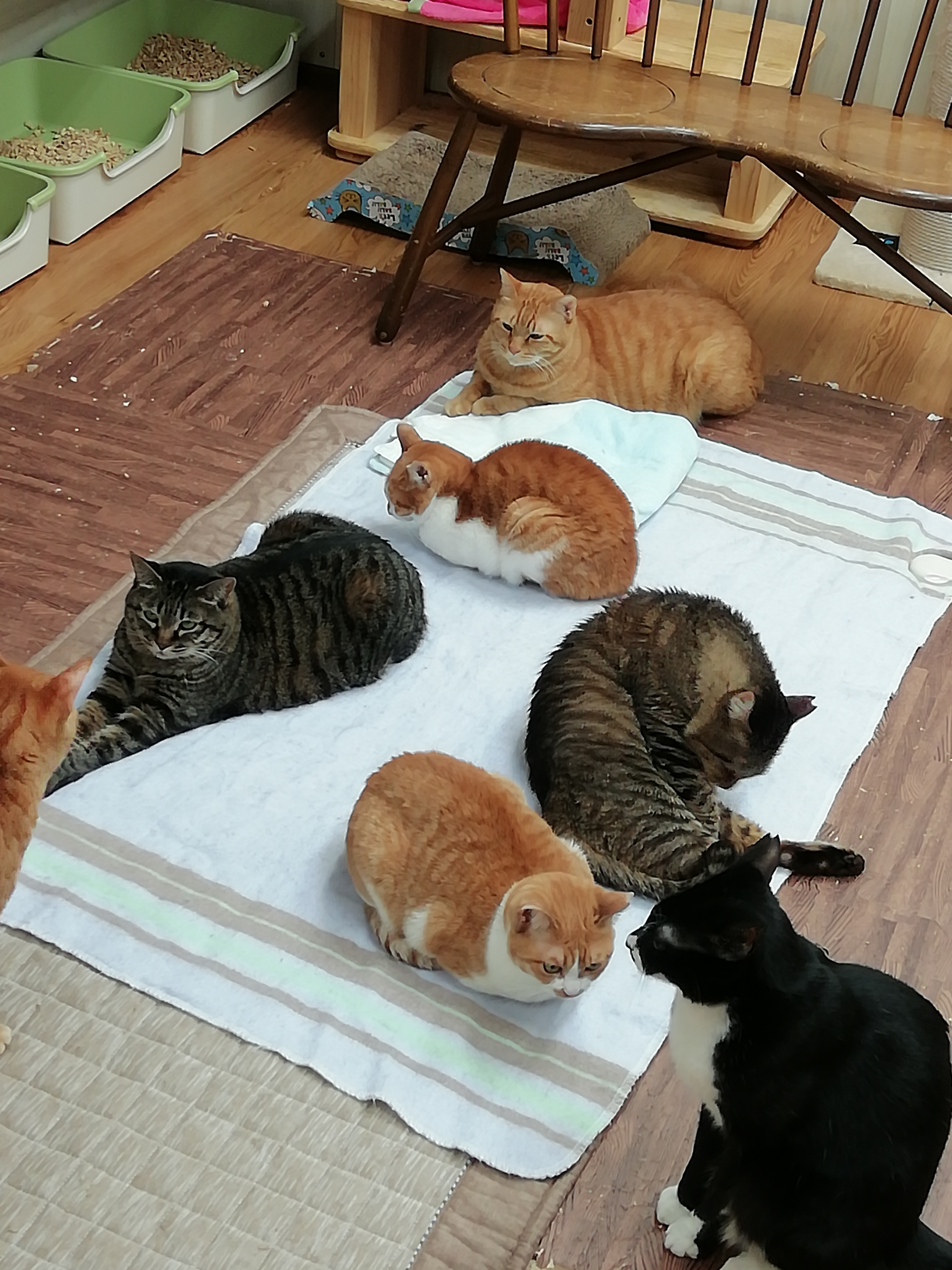 保護猫広場にゃん福゜の猫たち